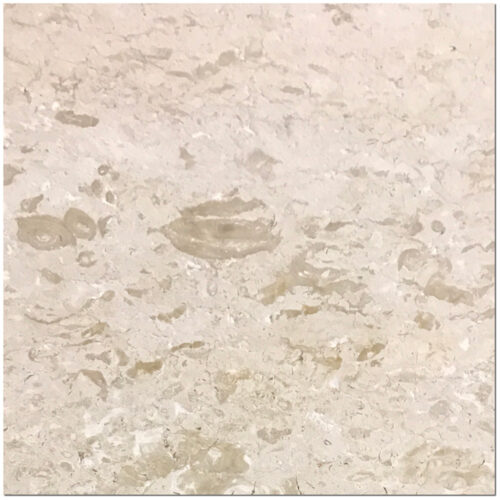Shell Stone 24x24 White Brushed Limestone Tile 0