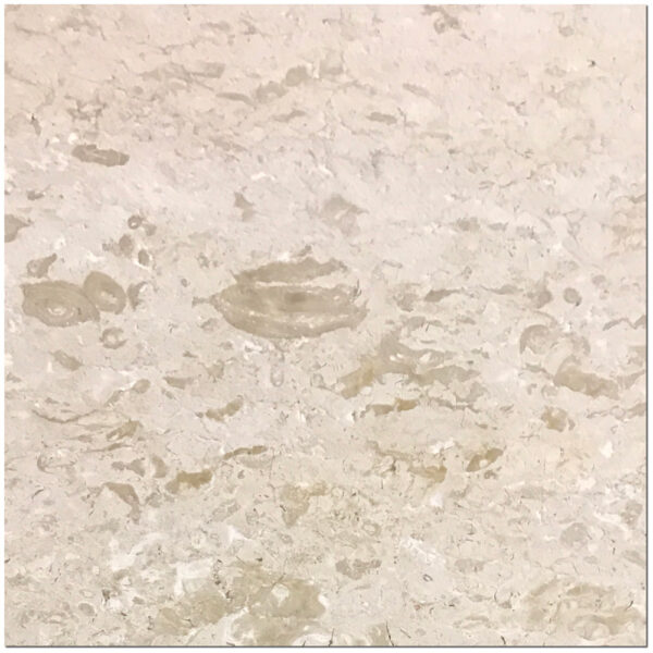 Shell Stone 24x24 Brushed Limestone Tile 0